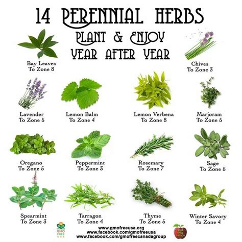isleward herbs <b>drawelsi no tsil lluf eeS </b>
